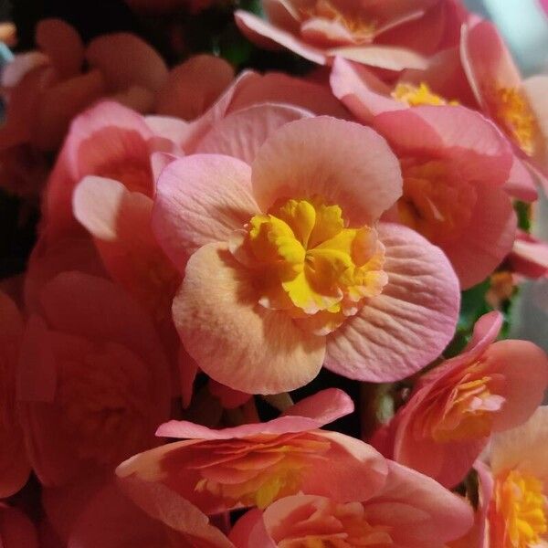 Begonia cucullata Flower