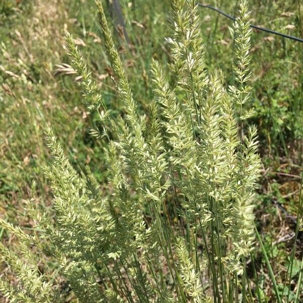 Koeleria macrantha Leaf