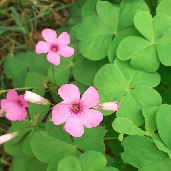 Oxalis debilis Cvet