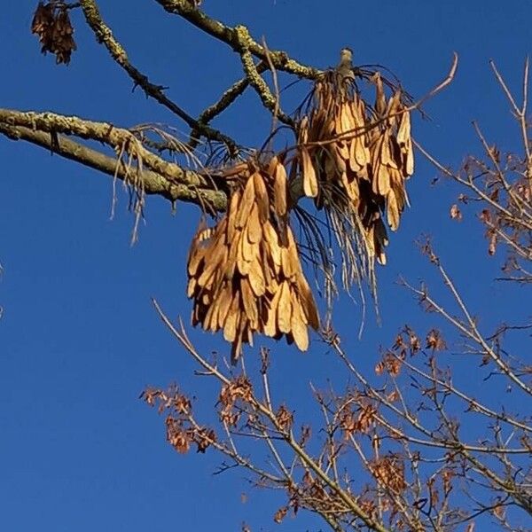 Fraxinus excelsior Vaisius