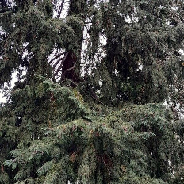 Chamaecyparis lawsoniana Habit