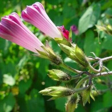 Ipomoea nil Blomst