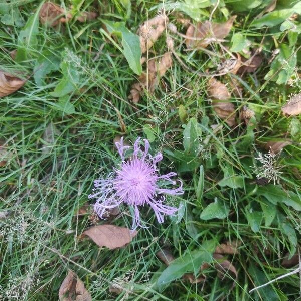 Centaurea nervosa Blomst