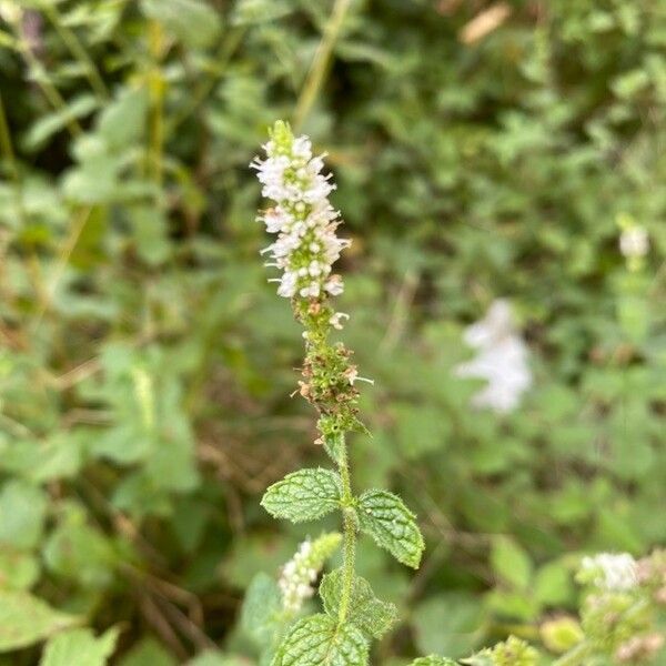 Mentha suaveolens Cvet