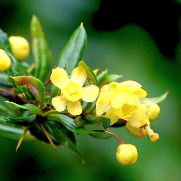 Berberis julianae Fleur