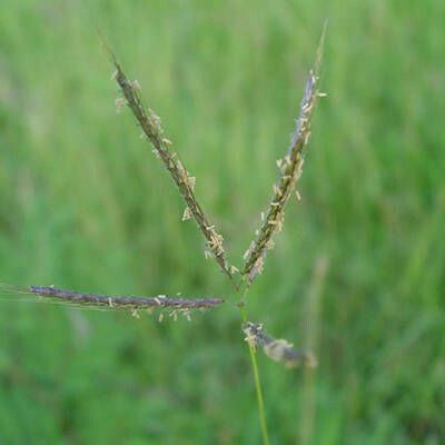 Dichanthium annulatum Плод