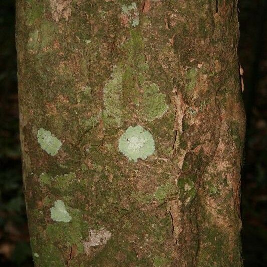 Posoqueria latifolia बार्क (छाल)