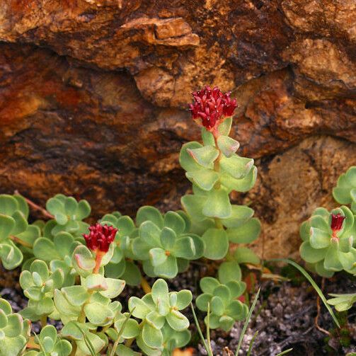 Rhodiola integrifolia Vekstform