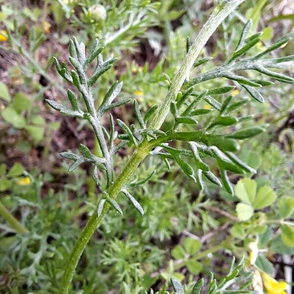 Anacyclus clavatus Feuille