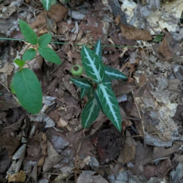 Chimaphila maculata Leaf