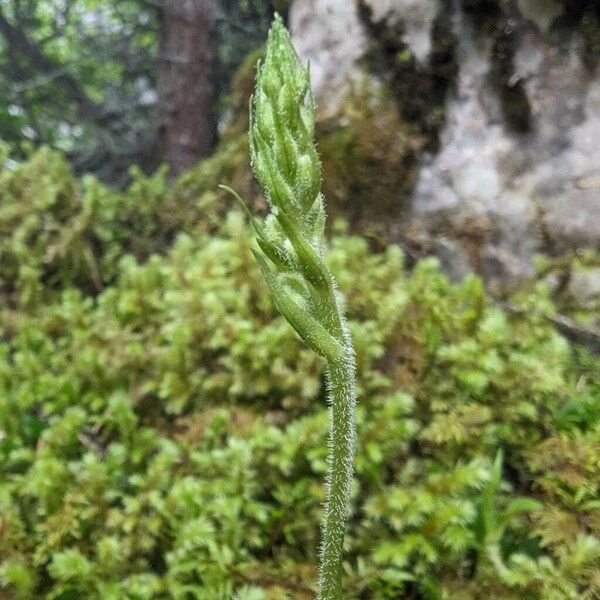 Goodyera repens Other