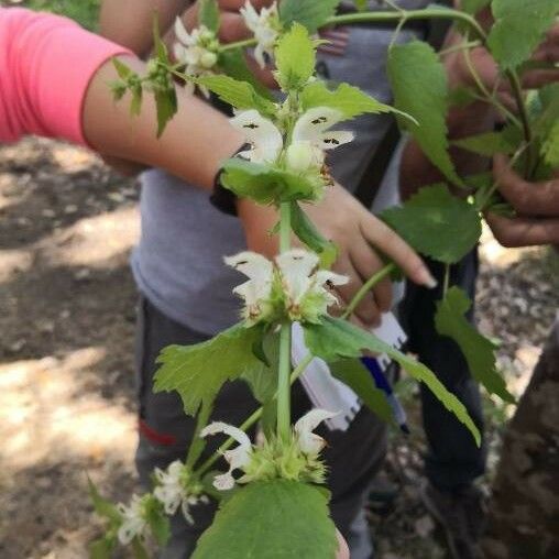 Lamium flexuosum Floro