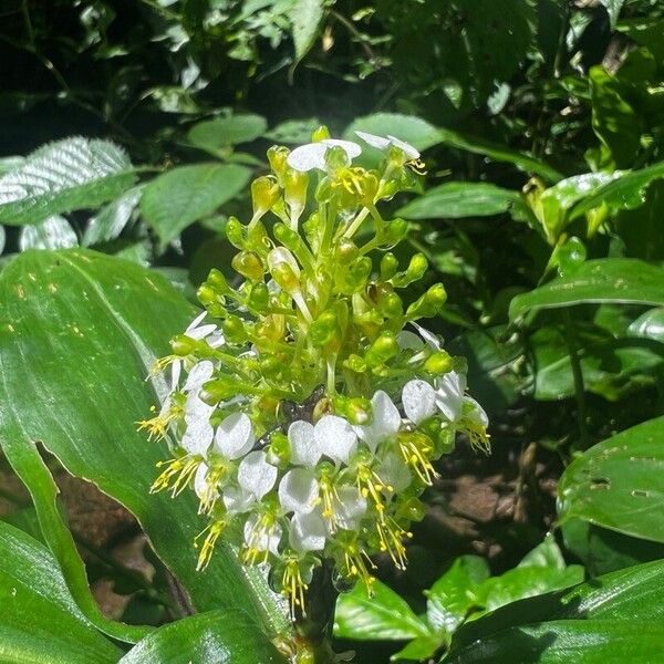 Aneilema beniniense Flower