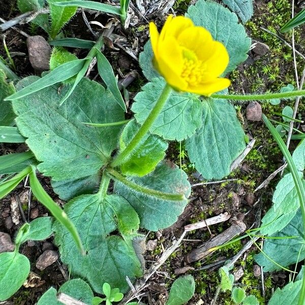 Ranunculus bullatus Pokrój