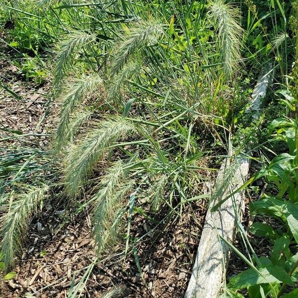 Elymus canadensis Frunză