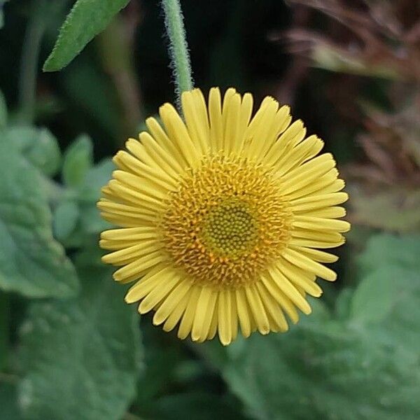 Pulicaria vulgaris Flower