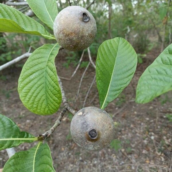 Genipa americana Fruto