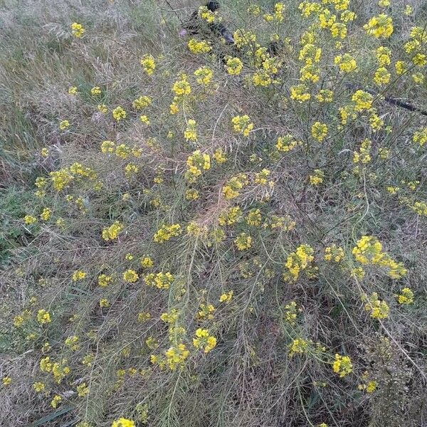 Sisymbrium loeselii Flower