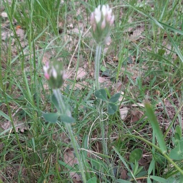 Trifolium striatum Hábito