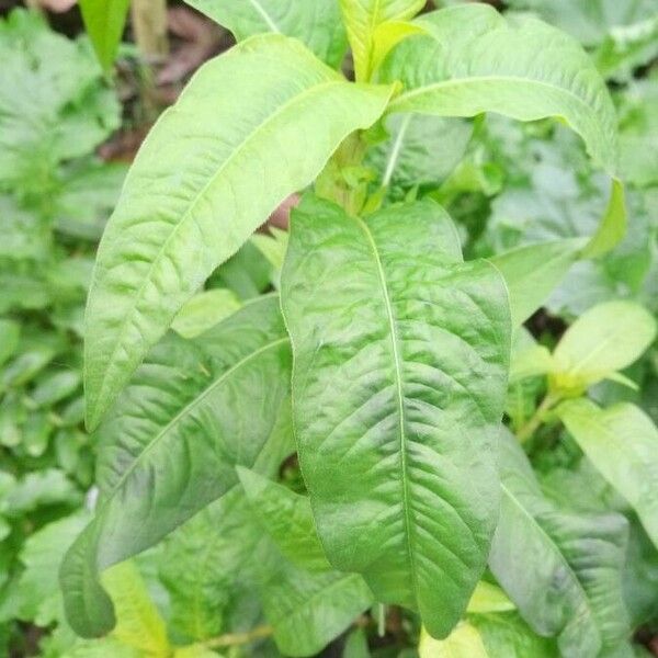 Persicaria lapathifolia Blatt