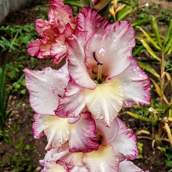 Gladiolus communis Bloem