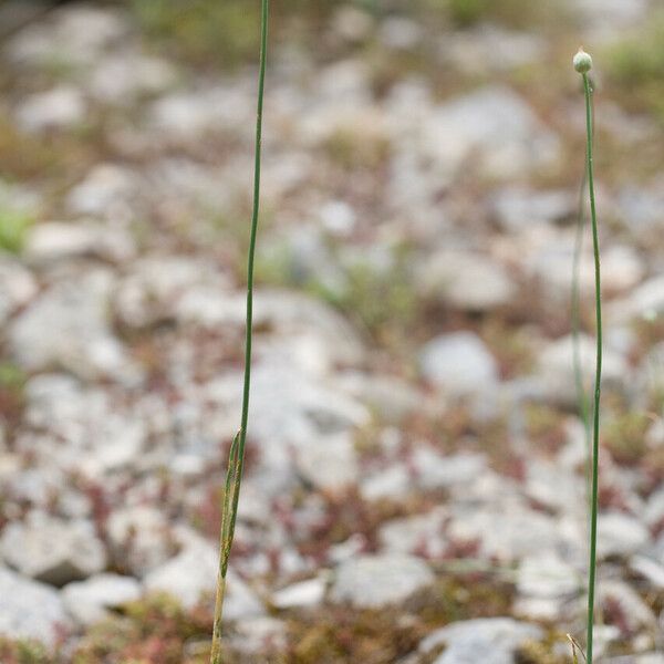 Allium sphaerocephalon फूल