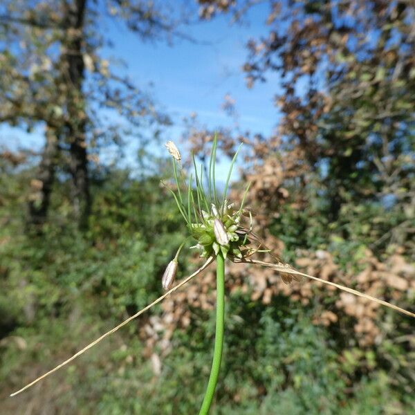 Allium oleraceum Floro