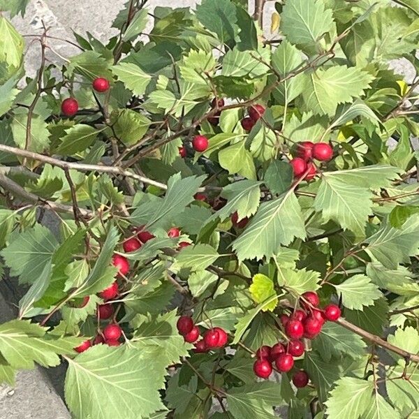 Crataegus douglasii Frukt