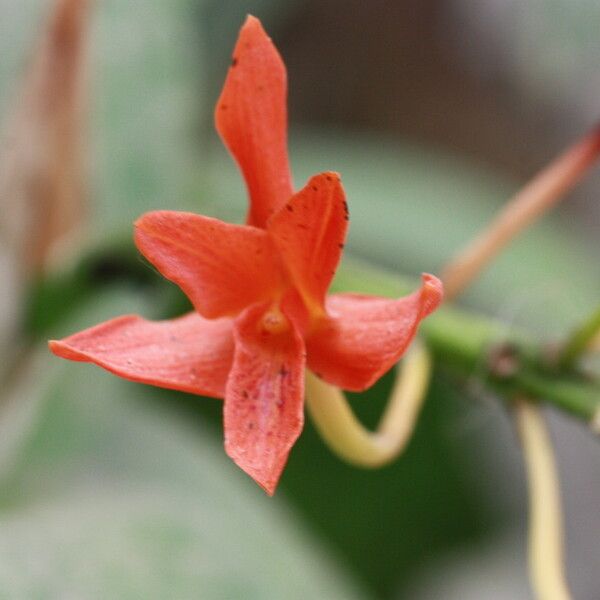 Guarianthe aurantiaca 花