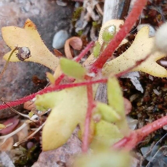 Saxifraga tridactylites Leaf