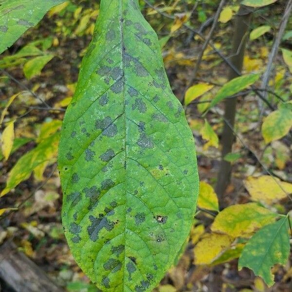 Asimina triloba Lehti