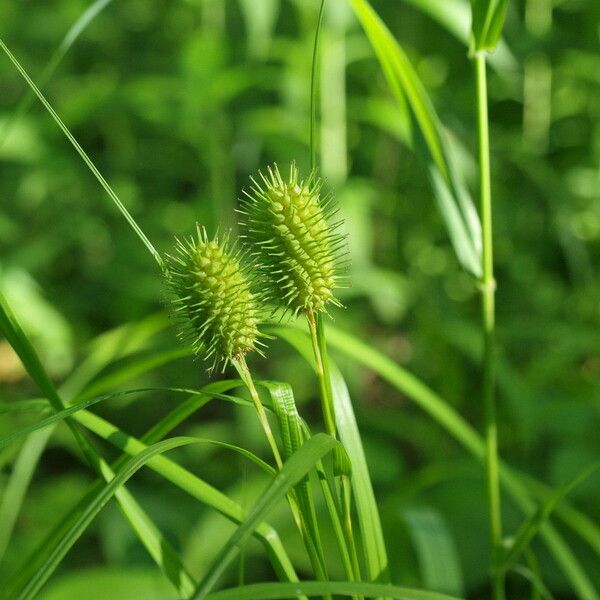 Carex squarrosa ഫലം