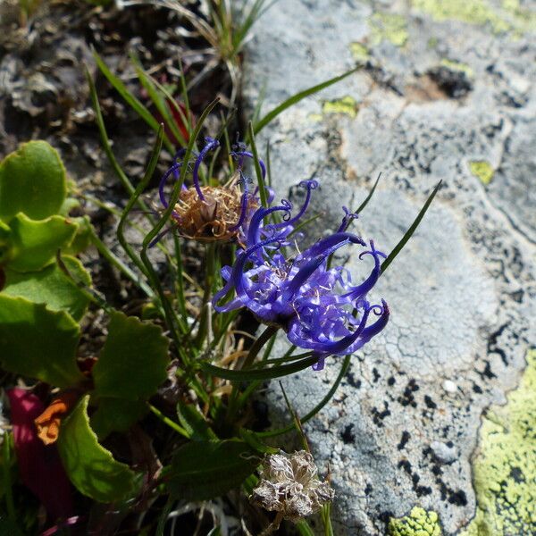 Phyteuma hemisphaericum Flower