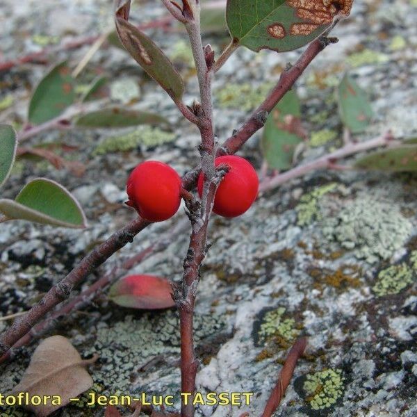 Cotoneaster uniflorus Fruchs