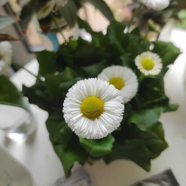 Bellis rotundifolia Fleur