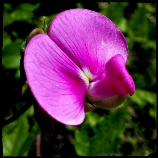 Lathyrus latifolius Цвят