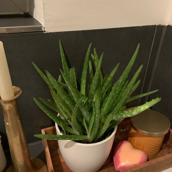 Aloe vera Fulla