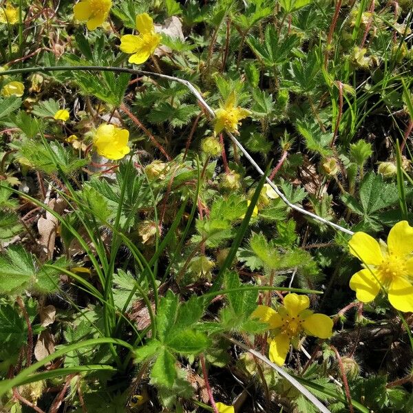 Potentilla heptaphylla പുഷ്പം