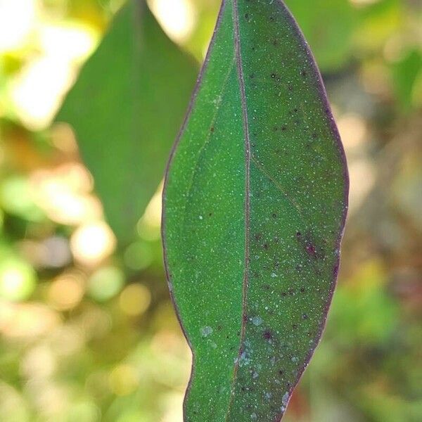 Chenopodium quinoa Blad