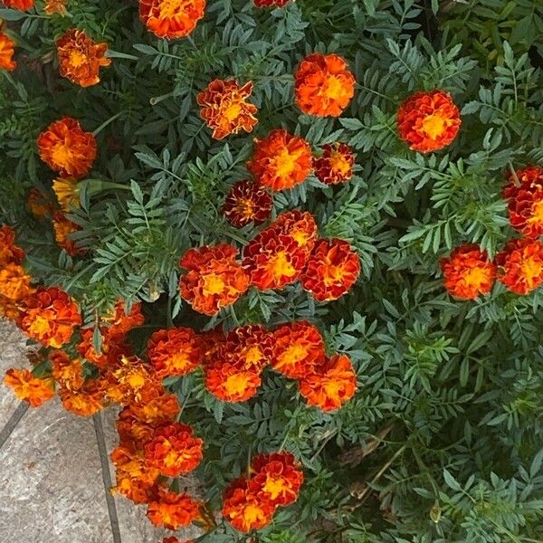 Tagetes tenuifolia Квітка