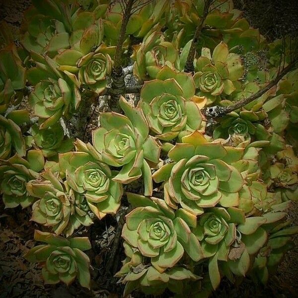 Aeonium lancerottense Blatt