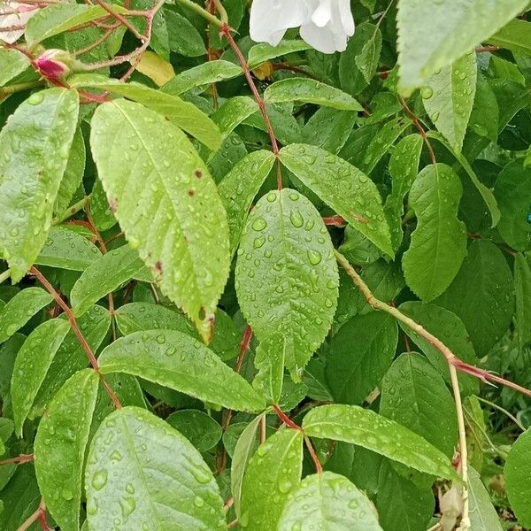 Rosa moschata Hoja