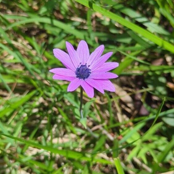 Anemone hortensis Õis