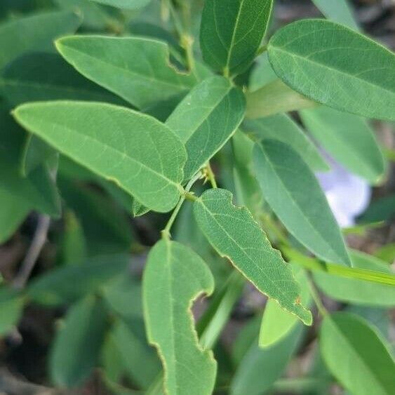 Clitoria mariana Yaprak