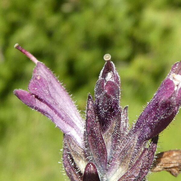 Bartsia alpina ফুল