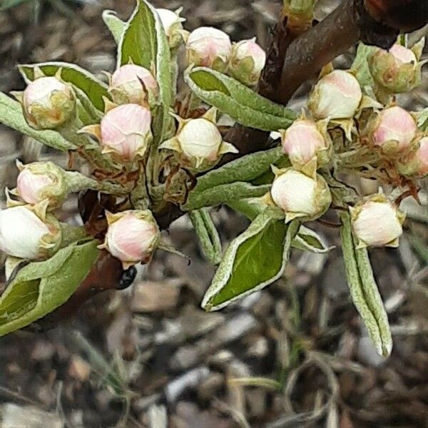 Pyrus spinosa Květ