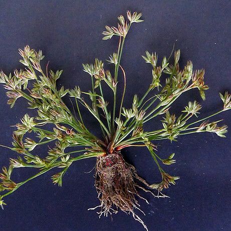 Juncus pygmaeus Yeri