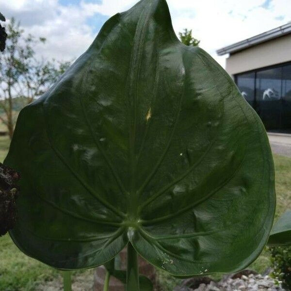 Alocasia cucullata Folha