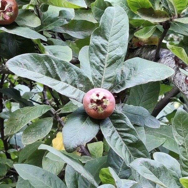 Mespilus germanica Leaf