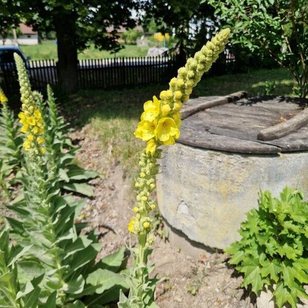 Verbascum densiflorum Floro